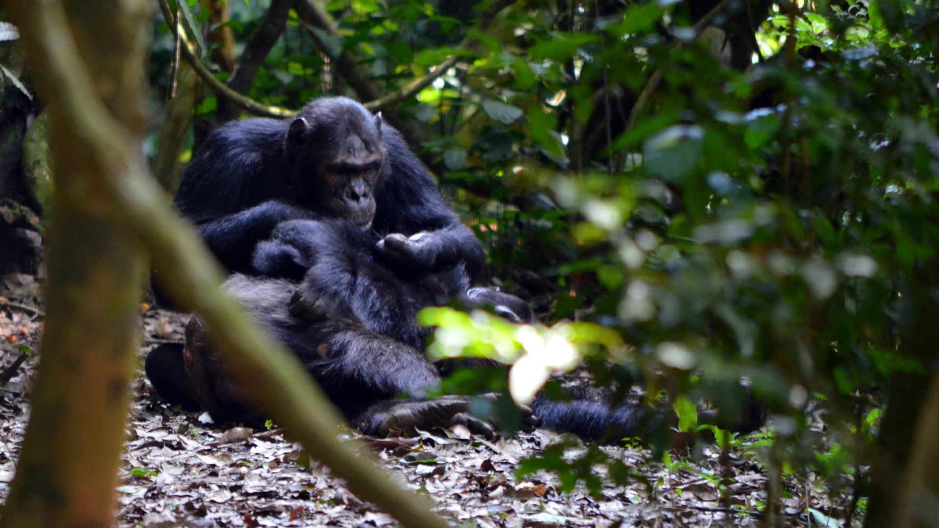 7 days gorillas, chimps, canopies
