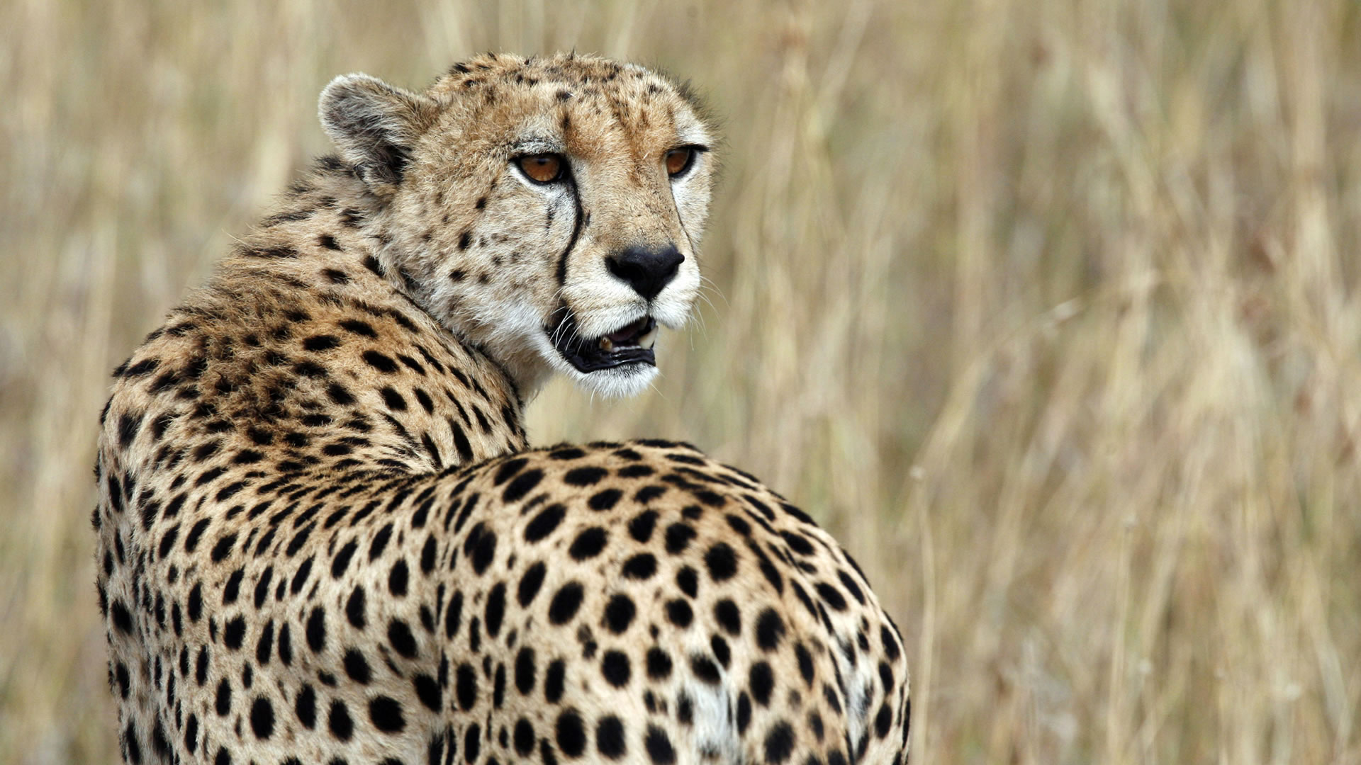 12 Days African Spotted Adventure