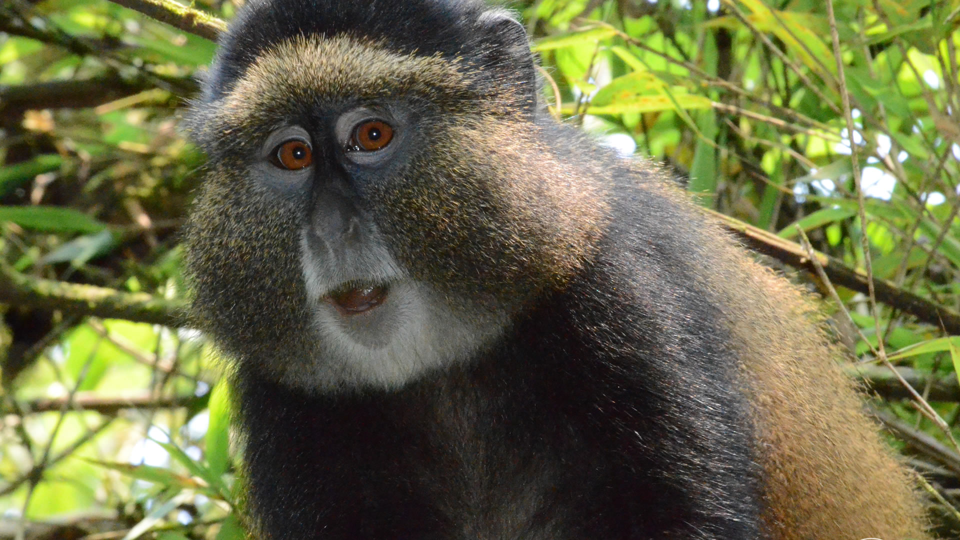 4 days rwanda gorillas & golden monkeys