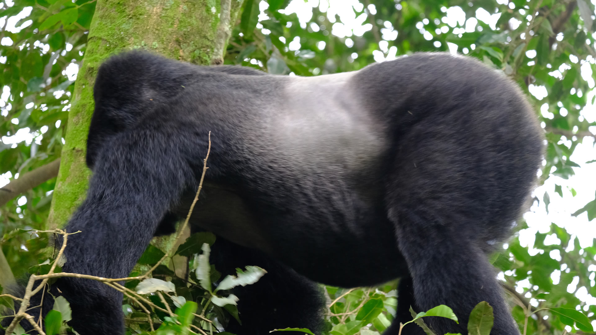 4 days rwanda gorilla highlights