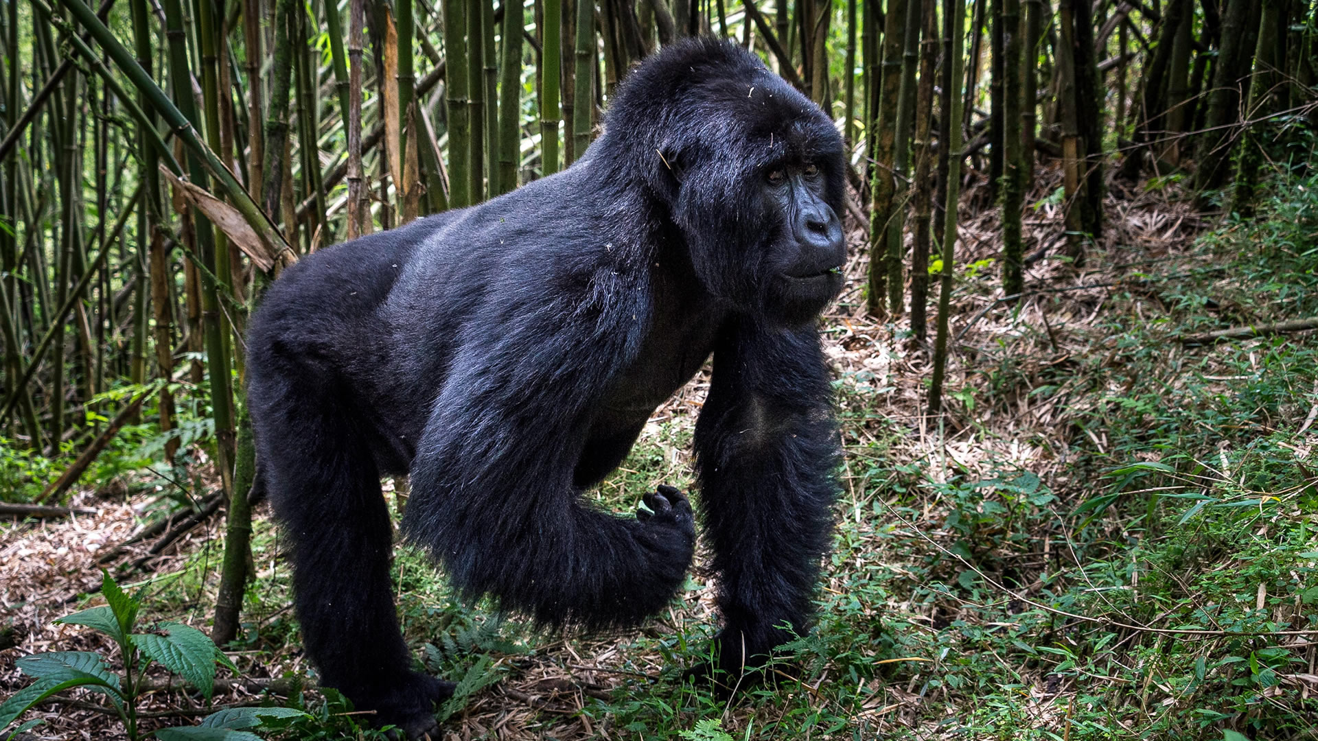 7 Days Uganda Absolute Gorilla Adventure